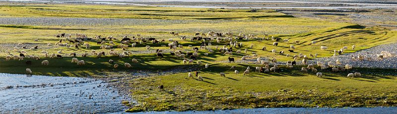 Awe inspiring aerial drone photos of animal herds in nature
