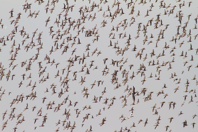 Awe inspiring aerial drone photos of animal herds in nature