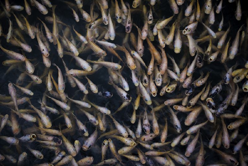 Awe inspiring aerial drone photos of animal herds in nature