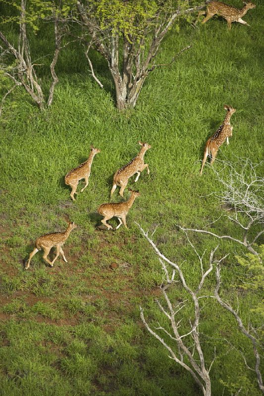 Awe inspiring aerial drone photos of animal herds in nature