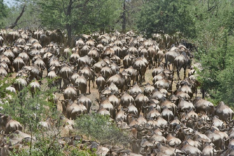 Awe inspiring aerial drone photos of animal herds in nature