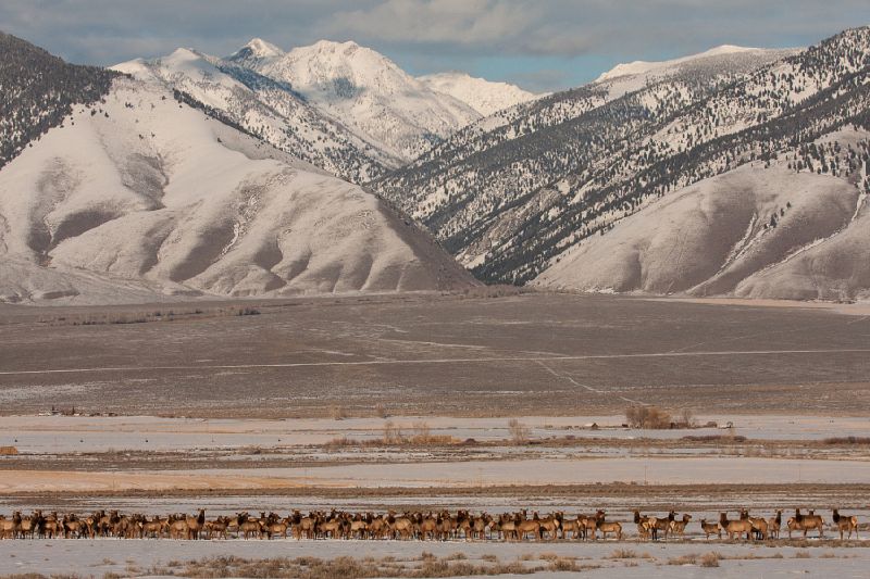 Awe inspiring aerial drone photos of animal herds in nature
