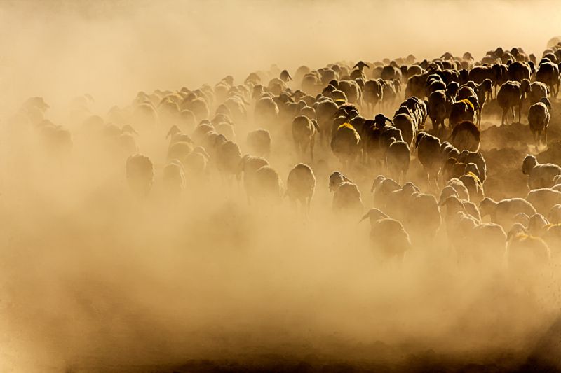 Awe inspiring aerial drone photos of animal herds in nature