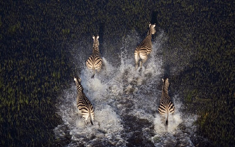 Awe inspiring aerial drone photos of animal herds in nature