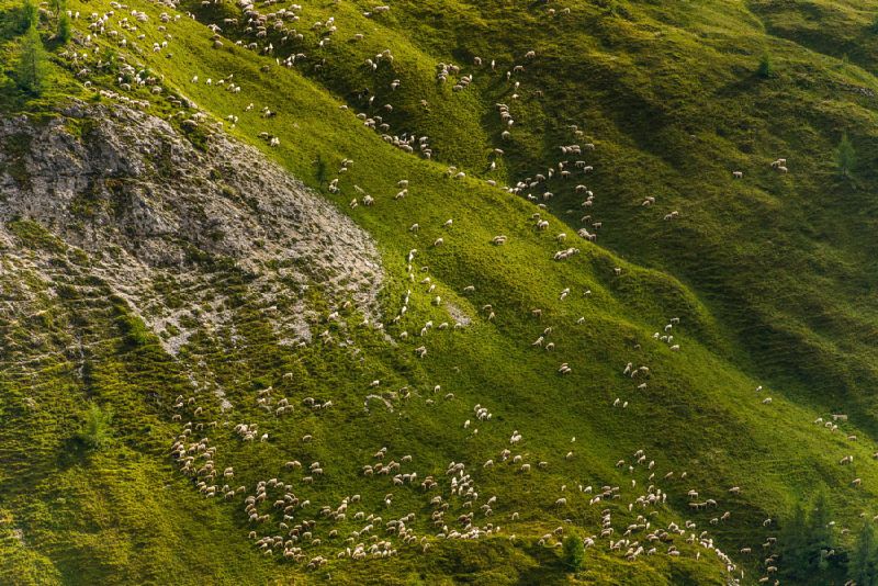 Awe inspiring aerial drone photos of animal herds in nature
