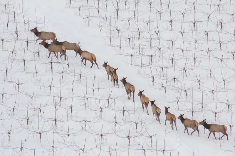 Awe inspiring aerial drone photos of animal herds in nature