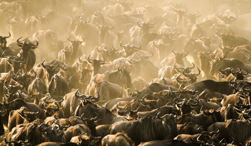 Awe inspiring aerial drone photos of animal herds in nature