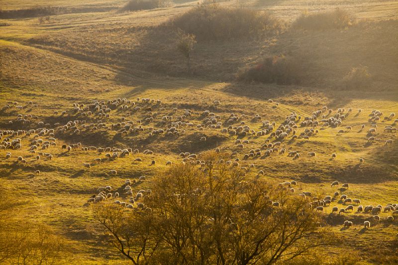 Awe inspiring aerial drone photos of animal herds in nature