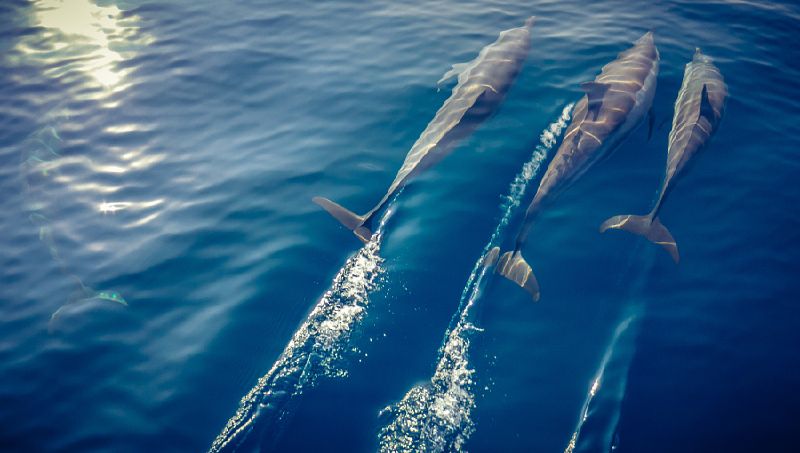Awe inspiring aerial drone photos of animal herds in nature
