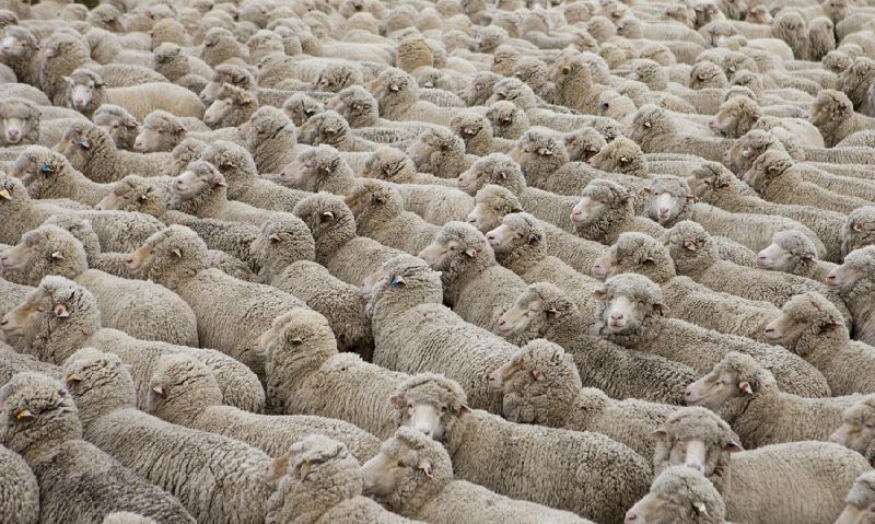 Awe inspiring aerial drone photos of animal herds in nature