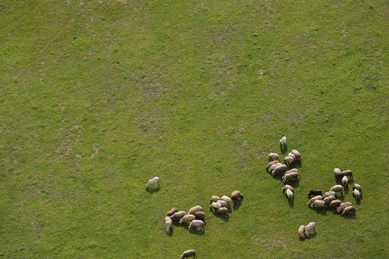 Awe inspiring aerial drone photos of animal herds in nature