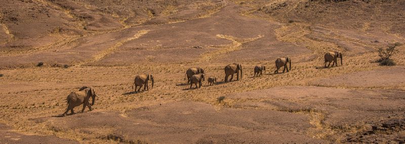 Awe inspiring aerial drone photos of animal herds in nature